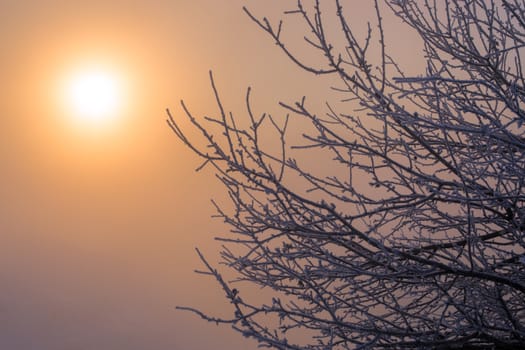 frosty dark branches selective focus dlur tone background
