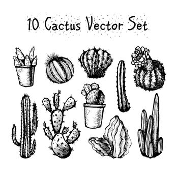 Hand Drawn Isolated Cactuses Set. Cactus in vintage style for textiles, print and etching. Line-art. Vector