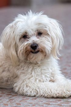 Portrait of cute maltese dog 