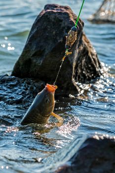 Fighting a Common carp (Cyprinus carpio) on a fishing line.