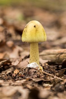 Young Amanita Phalloides fungus, poisonous subject in a forest 