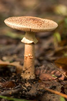 Edible Blusher fungi (Amanita rubescens) 