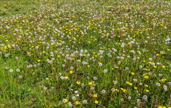 Close up view at a blowball flower found on a green meadow full of dandelions.