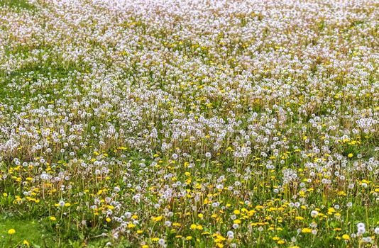 Close up view at a blowball flower found on a green meadow full of dandelions.