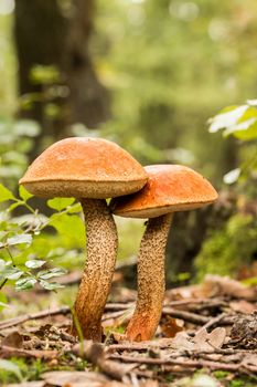 Edible mushrooms species,red-capped 