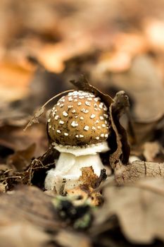 Close up of panther cap(Amanita Pantherina) mushroom 
