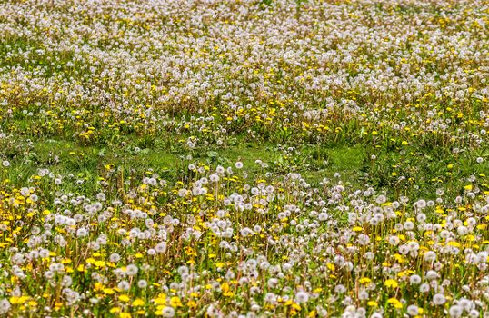 Close up view at a blowball flower found on a green meadow full of dandelions.