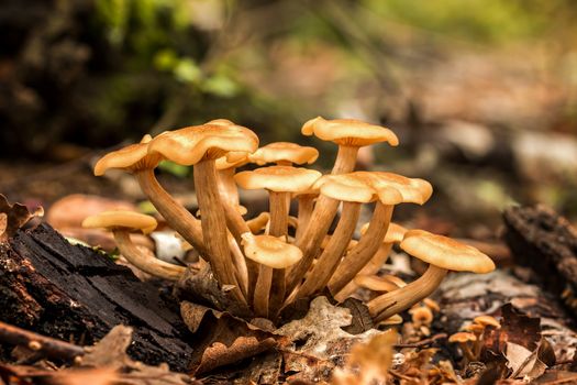 Ringless Honey Fungus (Armillaria tabescens)