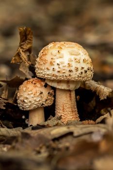 Edible Blusher fungi (Amanita rubescens) 