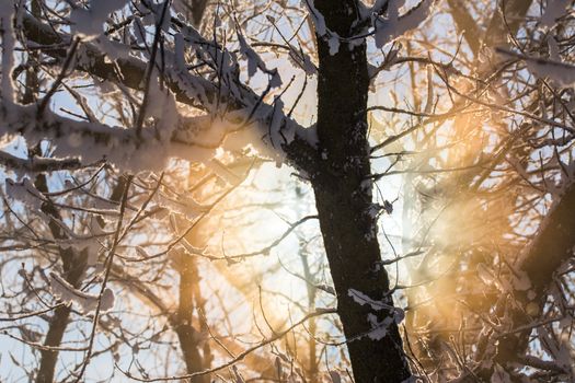 Sun flaring thru snow covered branches abstract winter selective focus background.