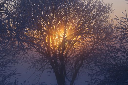sun behind frozen tree dark winter morning background