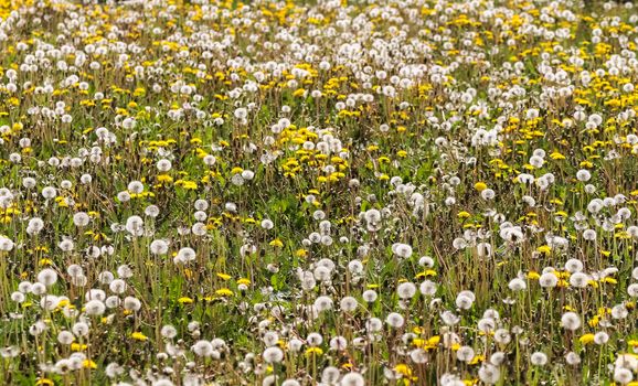 Close up view at a blowball flower found on a green meadow full of dandelions.