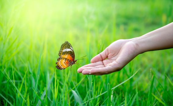 A butterfly is flying on the hand of a woman in a lush meadow.