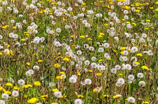 Close up view at a blowball flower found on a green meadow full of dandelions.