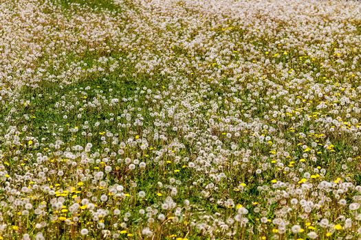 Close up view at a blowball flower found on a green meadow full of dandelions.