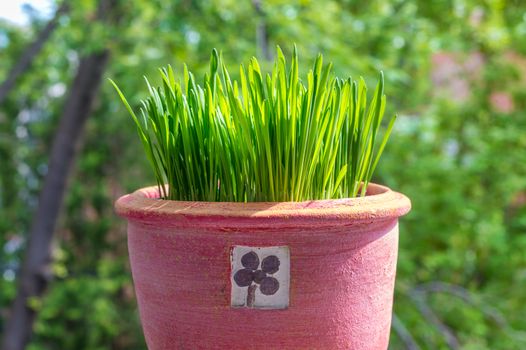Cat grass growing in a pink terra cotta pot