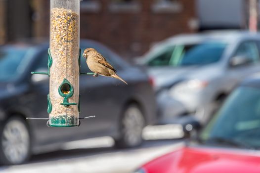 Sparrow eating seeds from bird feeder in a city with cars in background