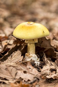 Death Cap,Amanita Phalloides fungus, poisonous subject in a forest 