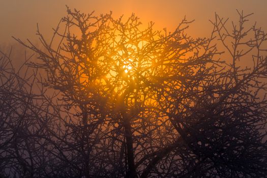 sun behind frozen tree dark gold winter background