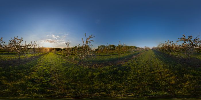 sunset in blossoming apple garden full spherical 360 by 180 degree panorama in equirectangular projection