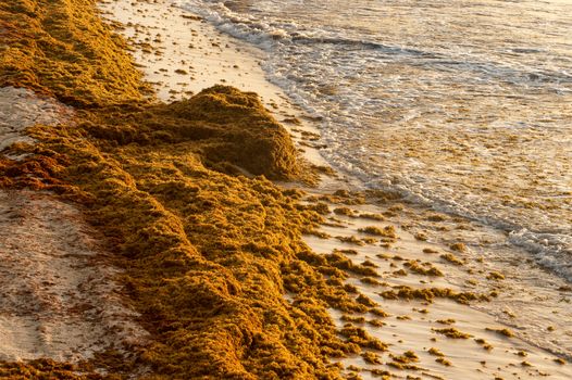 Patches of Sargassum seaweed on a Tulum beach in Mexico