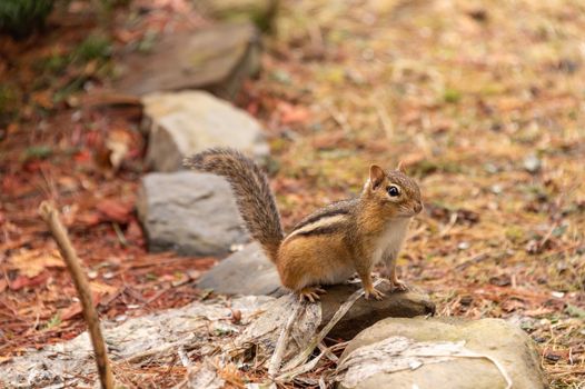 Adorable chipmunk in Quebec, Canada