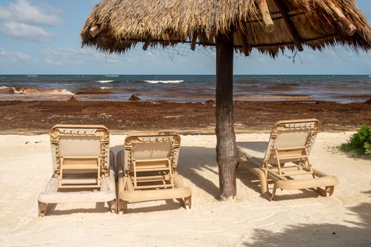 Empty long chairs as tourists are staying away from a beach invaded with Sargassum seaweed.