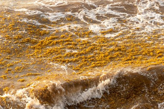 Sargassum seaweed patch floating on the water in Tulum, Mexico.