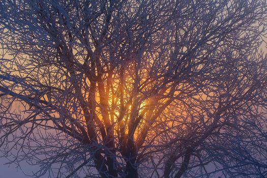 sun behind frozen tree dark winter morning background