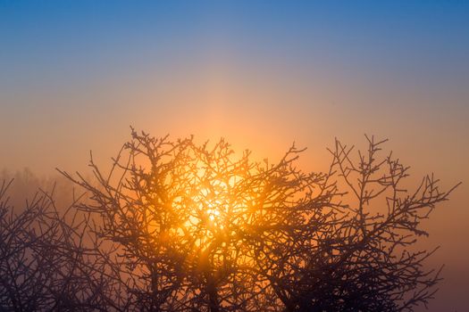 sun behind frozen tree dark gold winter background