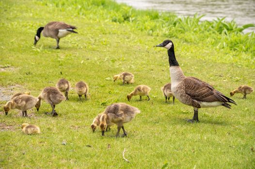 Adult Canadian goose looking after many goslings on the banks of the St. Lawrence River near Montreal, Canada.