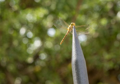 Dragonfly perched on the top of the metal spike of a railing