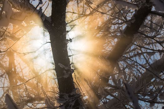 Sun flaring thru snow covered branches abstract winter selective focus background.