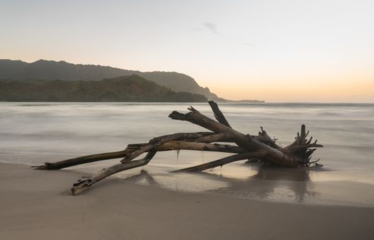 Sunrise lights driftwood on Hanalei Bay with the Na Pali coast in the background near Hanalei, Kauai, Hawaii