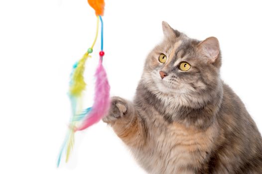 Calico cat playing with a toy over white background
