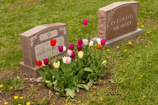 Headstones in a cemetery with many tulips