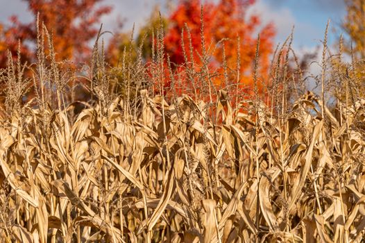 Dried out corn field in Canada, with autumn foliage in background