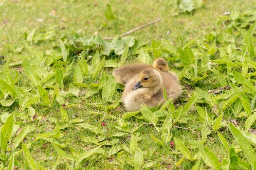 Canadian goose goslings resting on grass on the banks of the St. Lawrence River near Montreal, Canada.