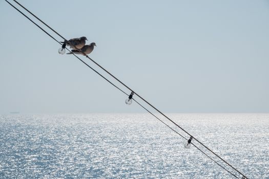 Two small birds sitting on the lighting wires at the front of an ocean going cruise ship