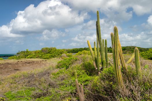 Cactus in the Savanna of Petrifications in Martinique