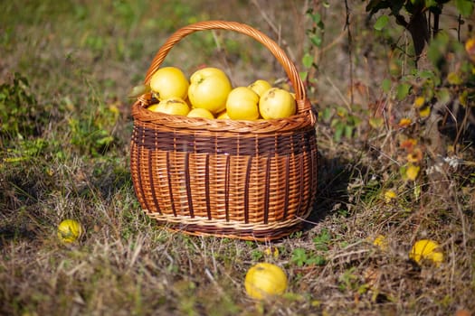 Still life autumn stock photo of freshly picked yellow quinces in a basket