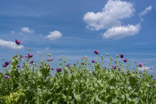 Opium poppy flowers under blue sky (Papaver somniferum)