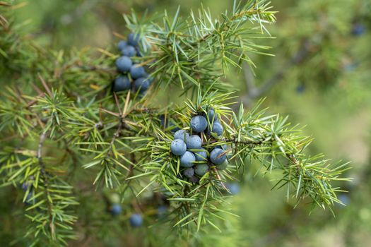Medicinal plant and evergreen tree - the common juniper - Juniperus communis