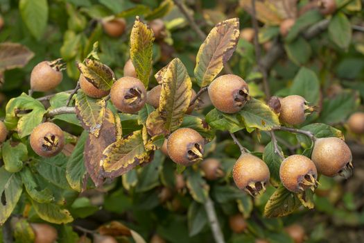 Common medlar, fruits on tree - Mespilus germanica