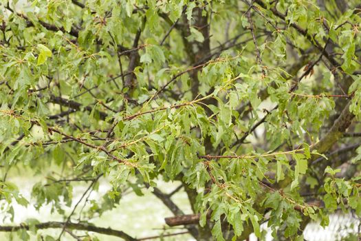 Hail damaged fruit tree - weather storm disaster