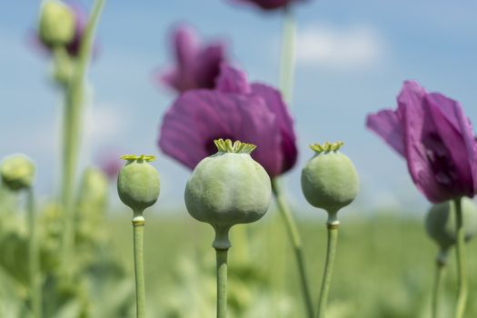 Closeup of Opium poppy flowers (Papaver somniferum)