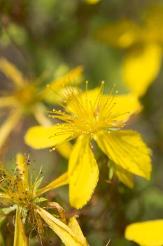 Flower medicinal plants - Hypericum perforatum (aka. perforate St John's-wort) a medicinal herb with antidepressant activity