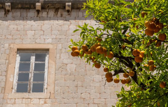 Oranges and orange tree in Franciscan Monastery in the old town of Dubrovnik in Croatia