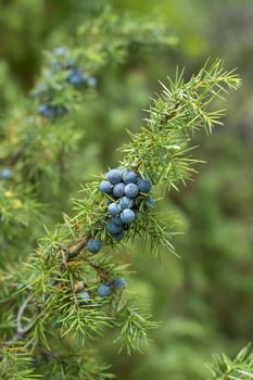 Medicinal plant and evergreen tree - the common juniper - Juniperus communis