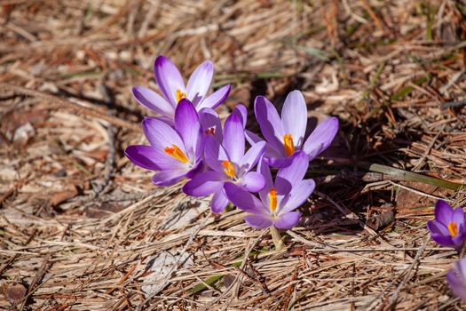 Crocuses blossom in the spring mountains Divcibare, Serbia